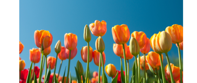 Bienvenue Au Printemps