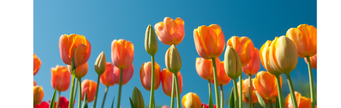 Bienvenue Au Printemps