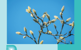 Le printemps est une période de renouveau.