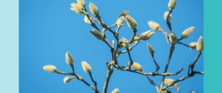 Le printemps est une période de renouveau.
