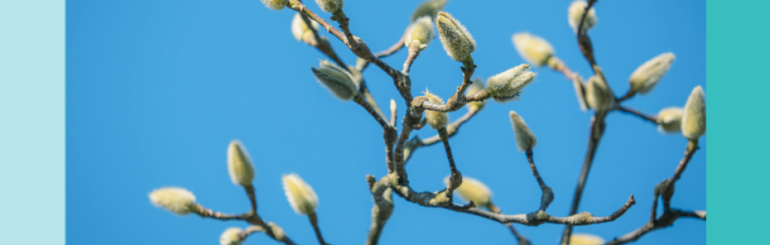 Le printemps est une période de renouveau.