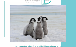 Journée de Sensibilisation aux Pingouins