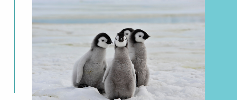 Journée de Sensibilisation aux Pingouins