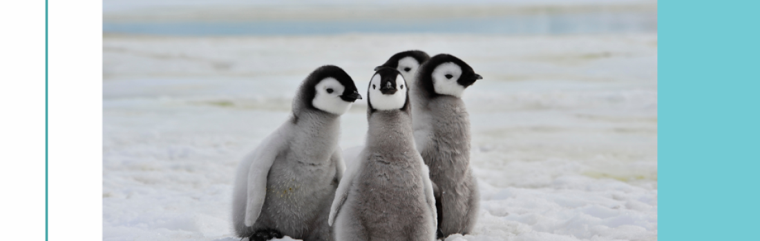 Journée de Sensibilisation aux Pingouins